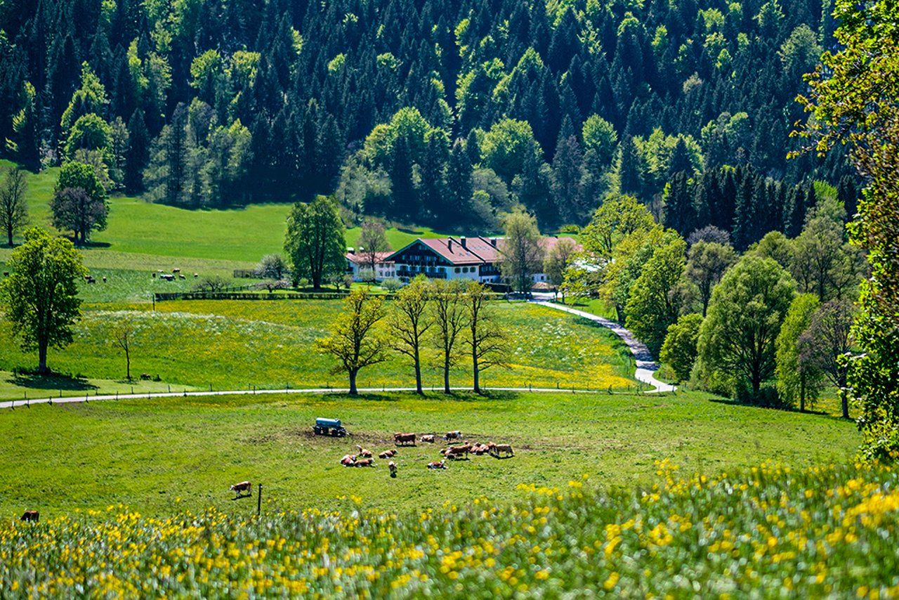 Blick auf den Buchberghof vom Tegernsee in Bayern mit Wagyu TegyuRinderherde