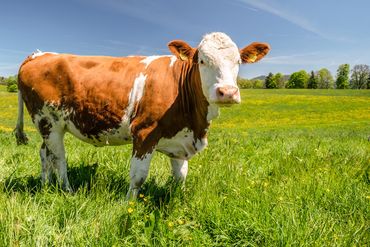 Glückliches Rind auf der Weide vom Buchberghof Tegernsee in Bayern in der Natur