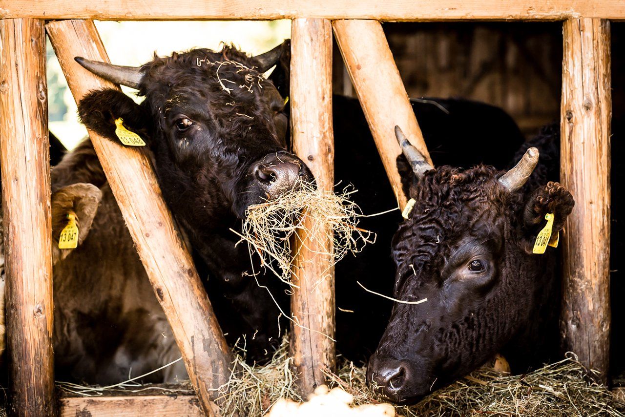Blick in den Stall vom Buchberghof Tegernsee mit Wagyu Rind Heu Fütterung aus Bayern
