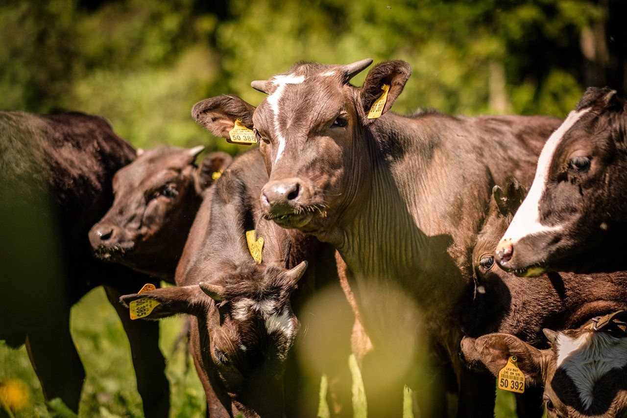 Bauer vom Buchberghof Tegernsee Wagyu Rind Zucht aus Bayern Tegyu