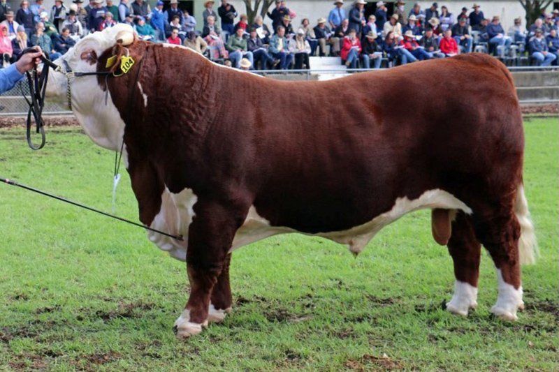 cow