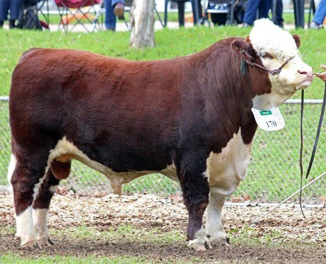 cow