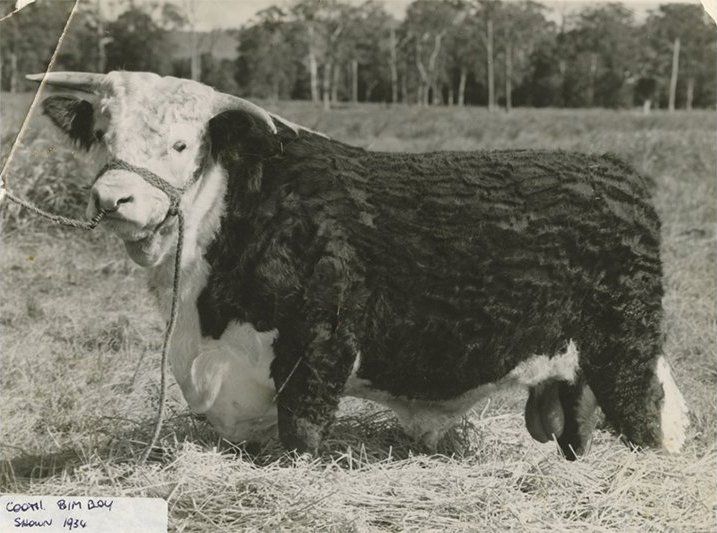 cow