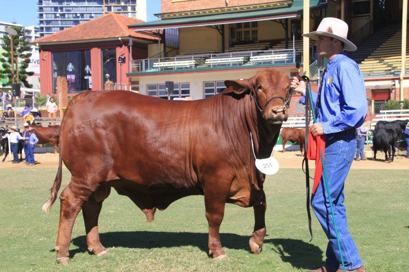 cow