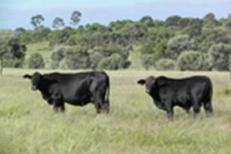 cows