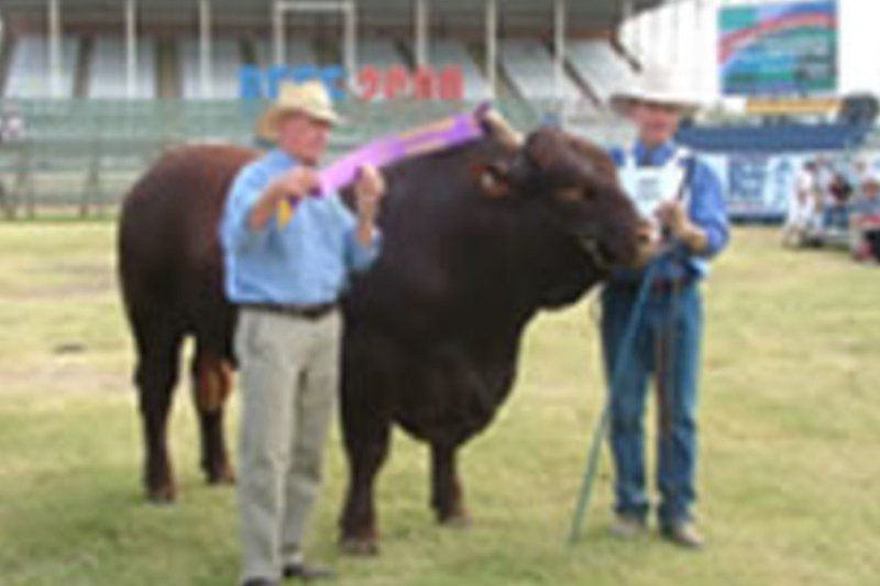 cow