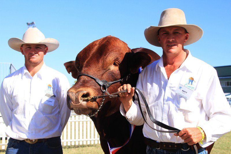 cow and two boy