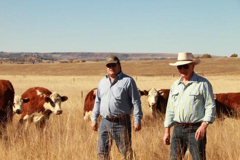 two boys and cows