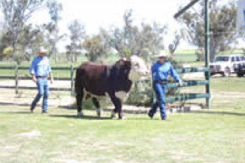 cow
