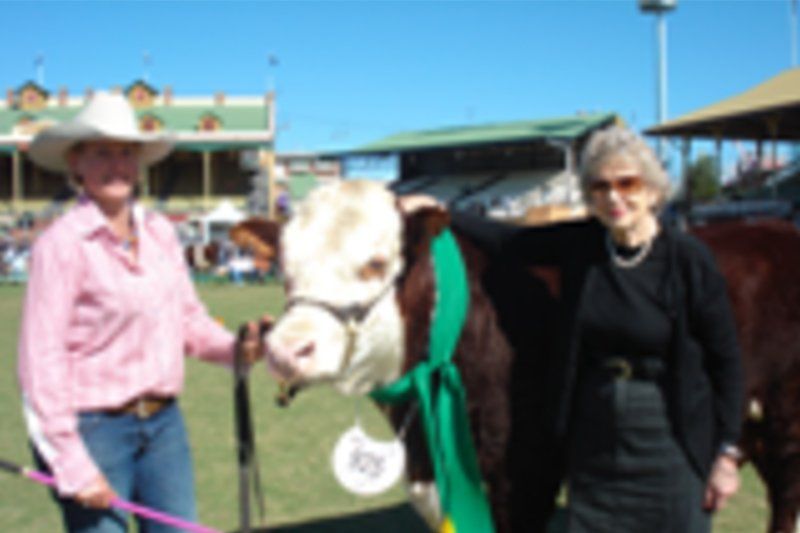 cow