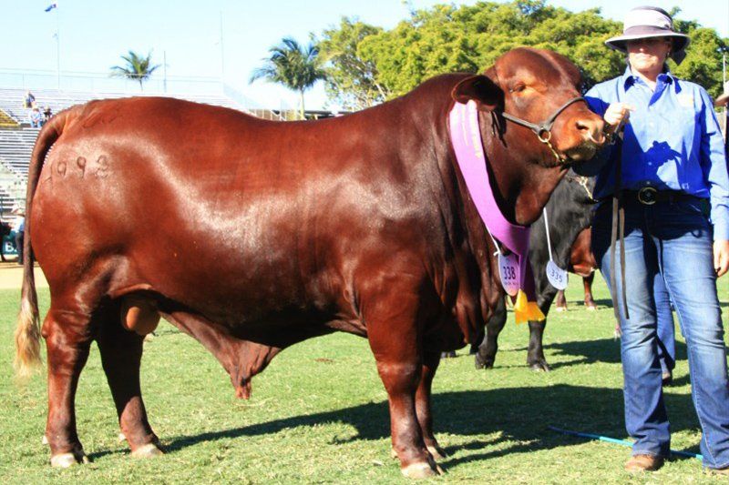 cow