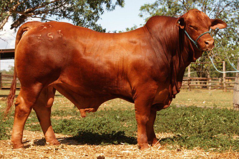 cow