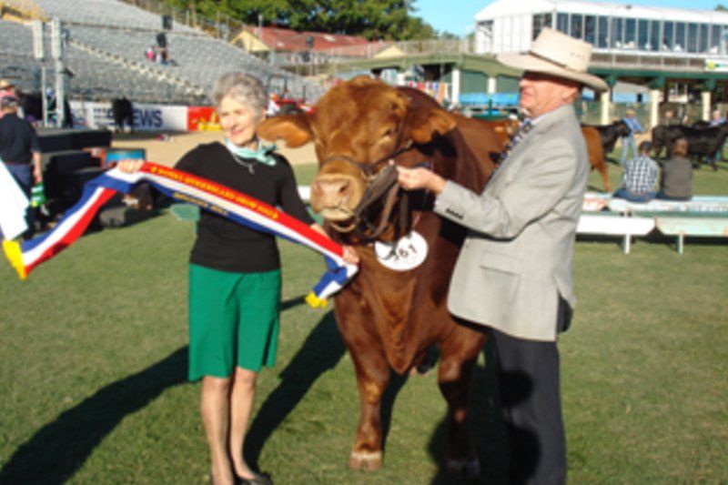 cow
