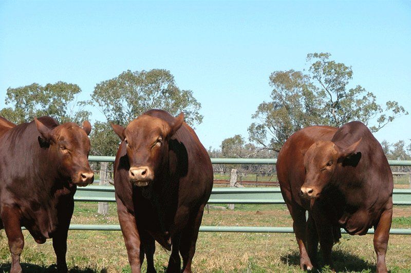 cow