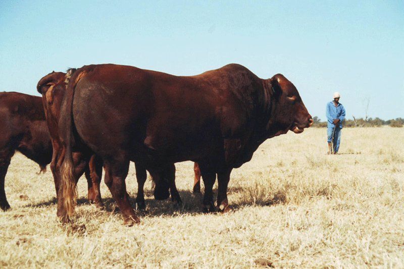 cow