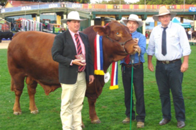 cow