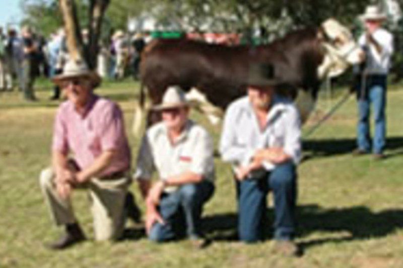 cow
