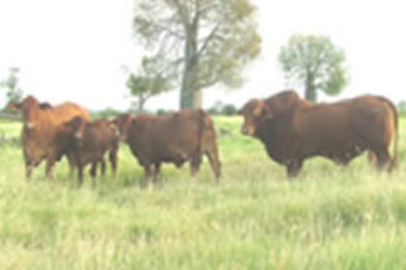 cows