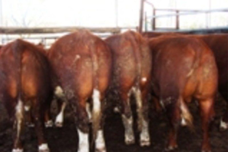 cow