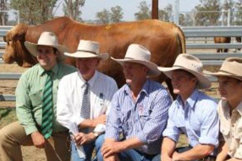 cow