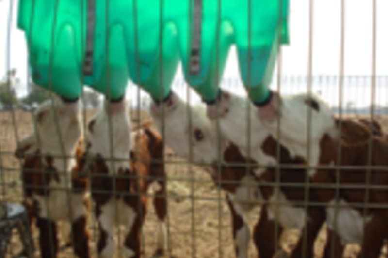 cow