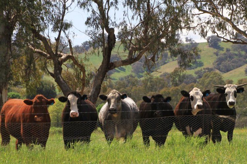 cows