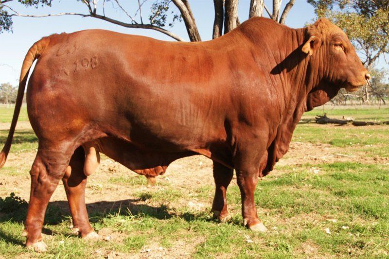 cow