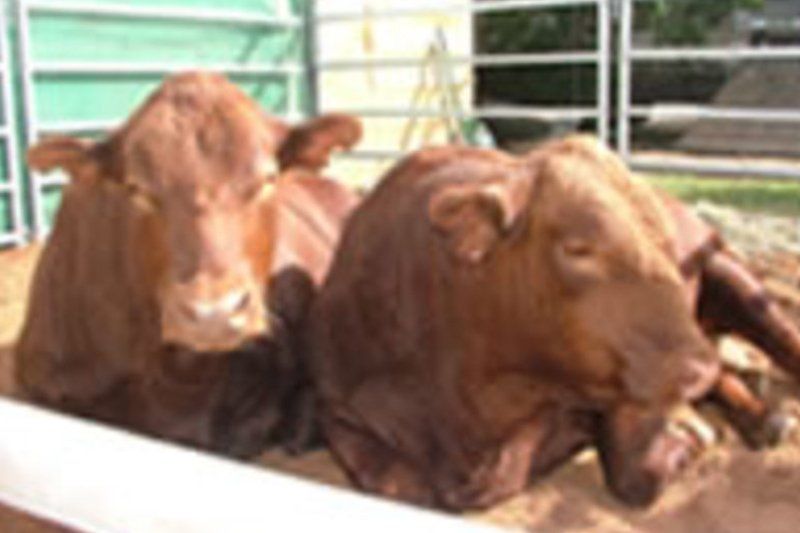 cow