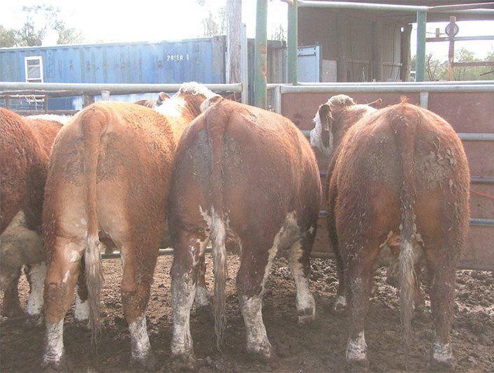 cow