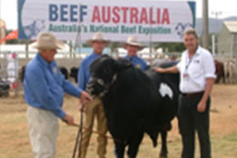 cow
