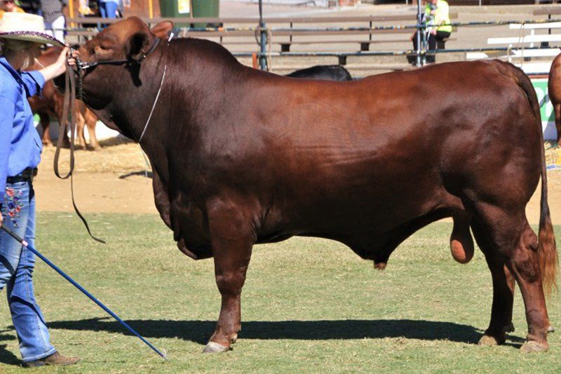 cow