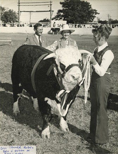 cow