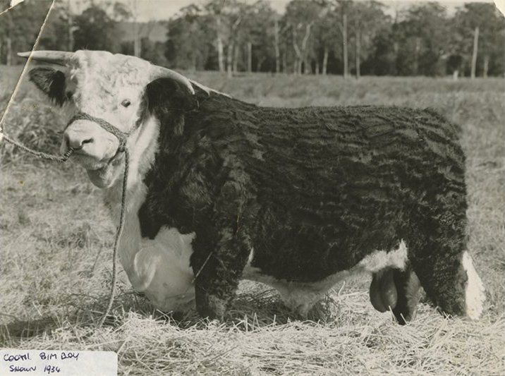 cow