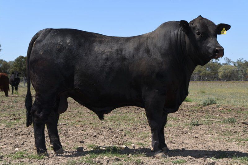 cow