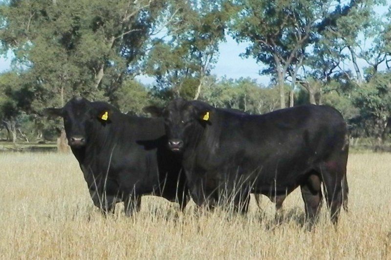 cow