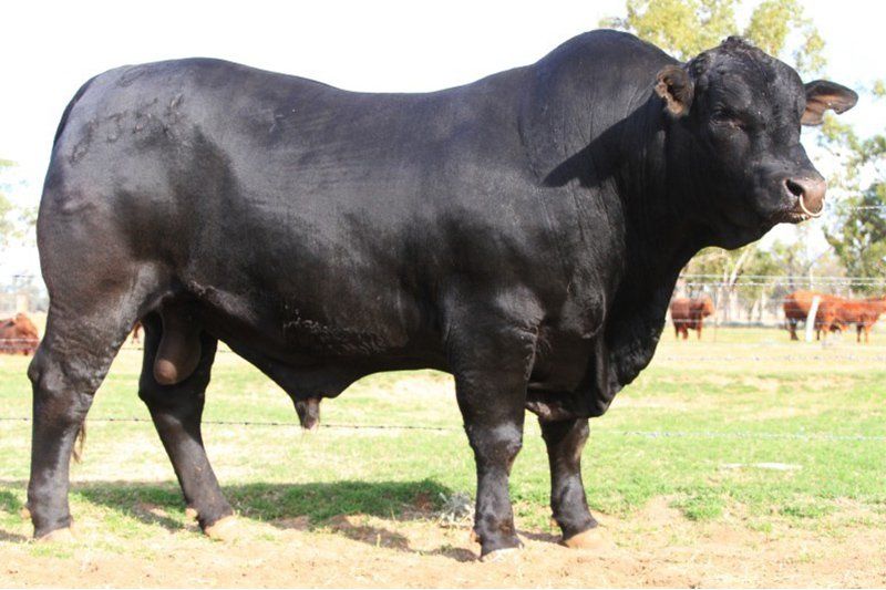 cow
