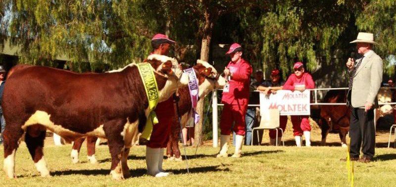 cows and staff