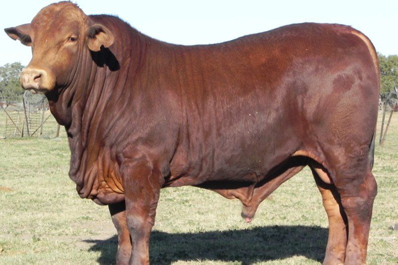 cows