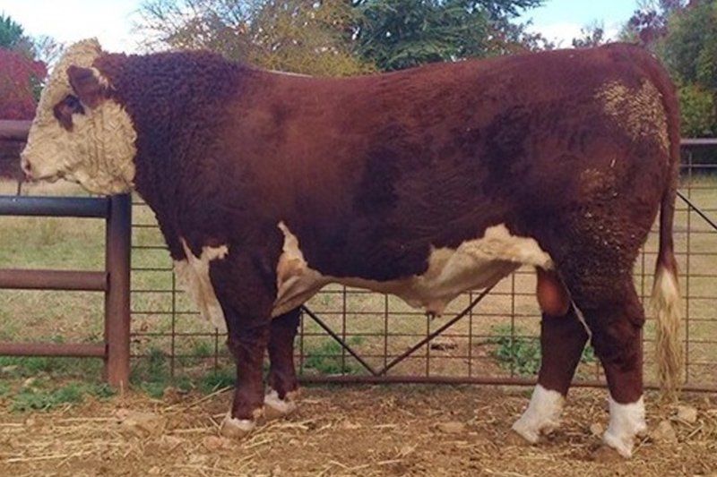 cow