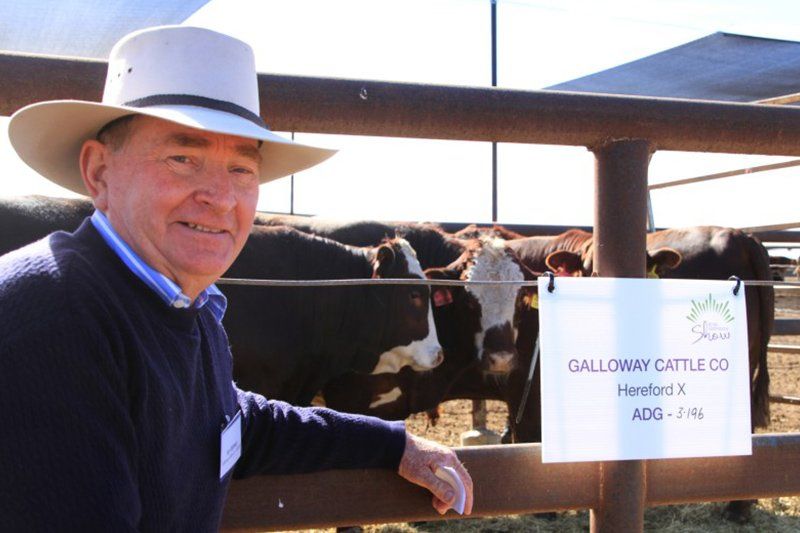 cattle