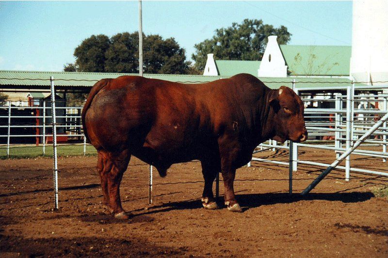 cow