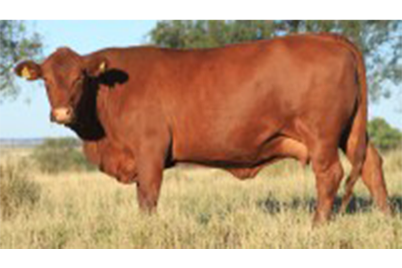 cows