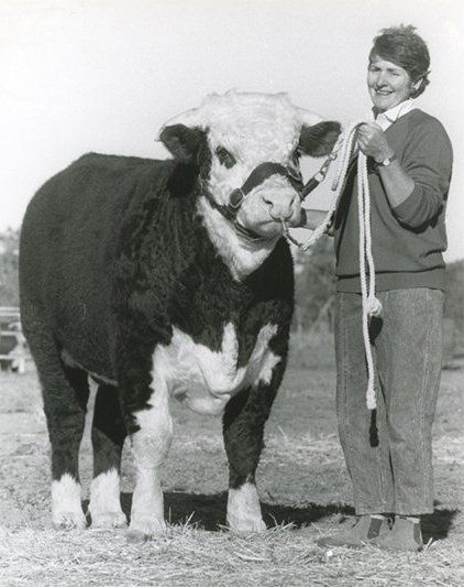 cow
