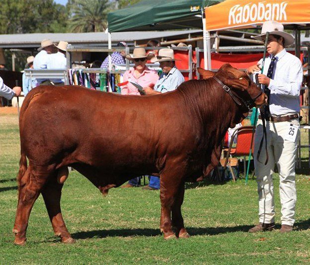 cow
