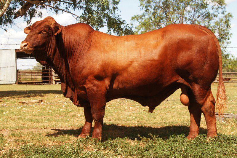 cow