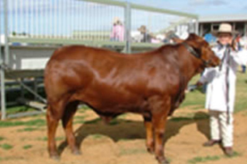 cow