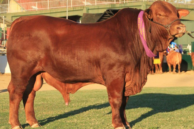 cow