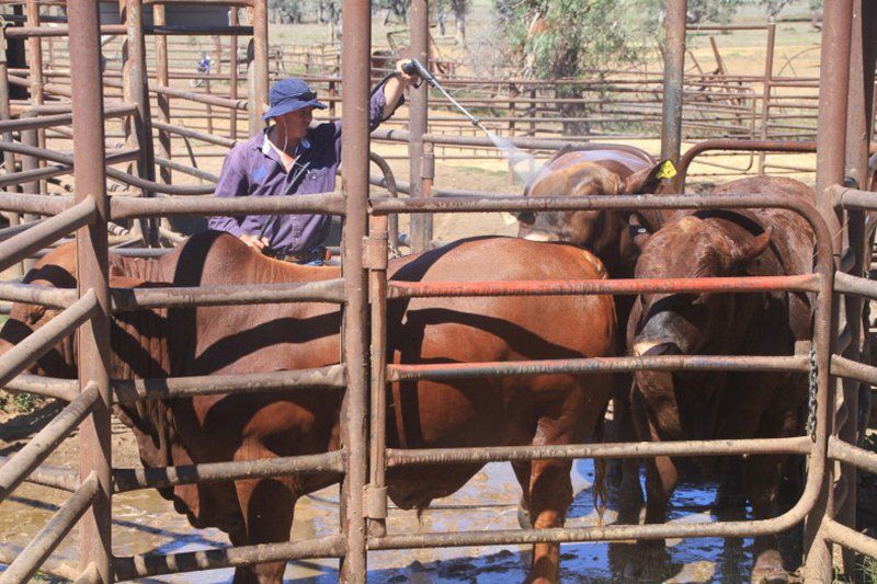 cows