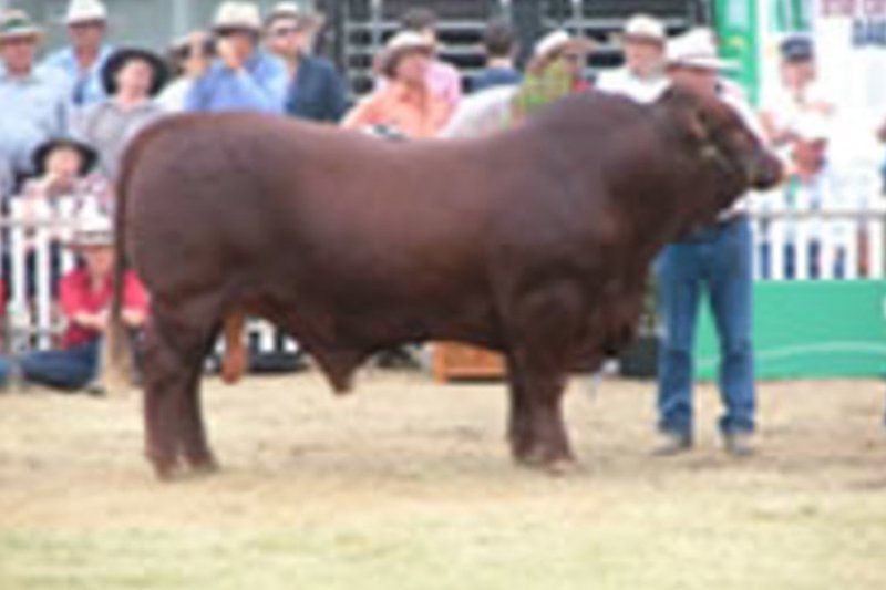 cow