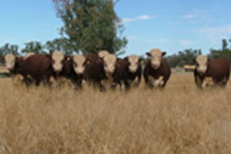 cows